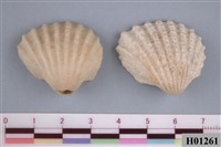 藏品(船蛤)的圖片